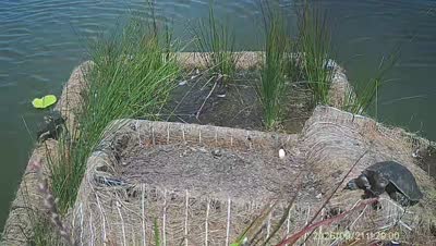 Turtle Island wildlife capture
