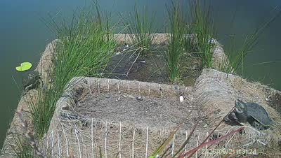 Turtle Island wildlife capture