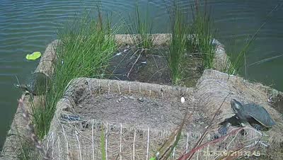 Turtle Island wildlife capture