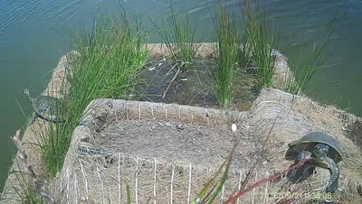 Turtle Island wildlife capture