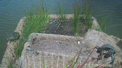 Turtle Island wildlife capture
