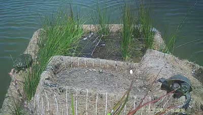 Turtle Island wildlife capture