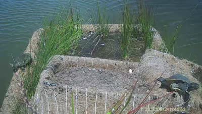 Turtle Island wildlife capture