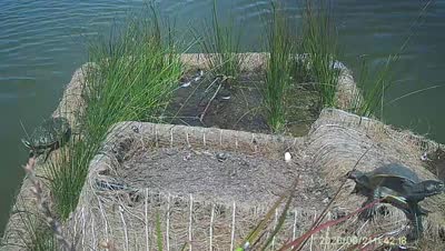 Turtle Island wildlife capture