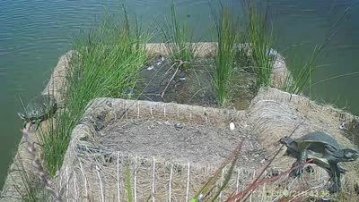 Turtle Island wildlife capture
