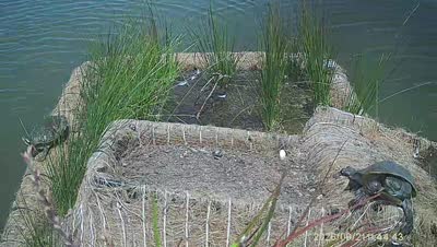 Turtle Island wildlife capture