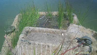Turtle Island wildlife capture