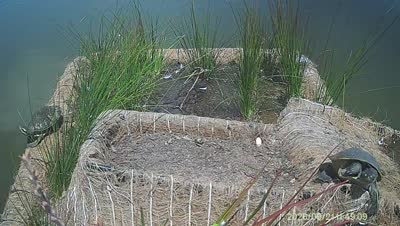Turtle Island wildlife capture