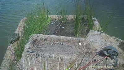 Turtle Island wildlife capture