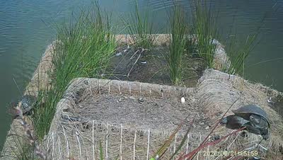 Turtle Island wildlife capture