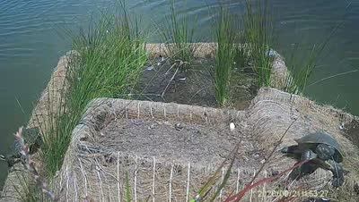 Turtle Island wildlife capture