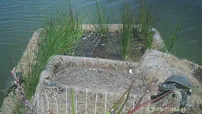Turtle Island wildlife capture