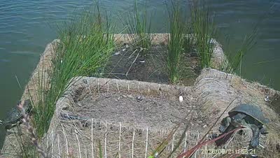 Turtle Island wildlife capture