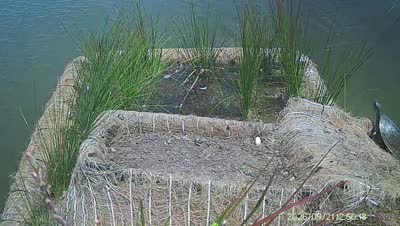 Turtle Island wildlife capture