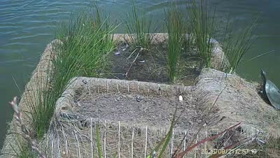 Turtle Island wildlife capture