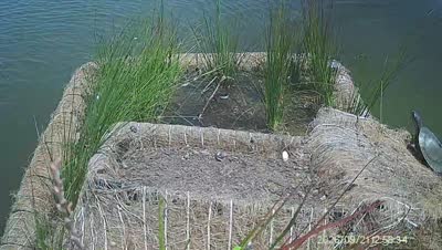Turtle Island wildlife capture