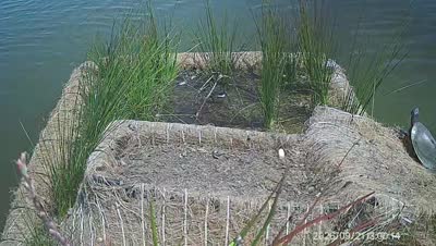 Turtle Island wildlife capture