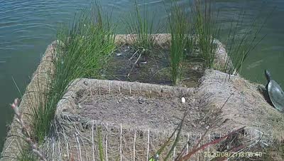 Turtle Island wildlife capture