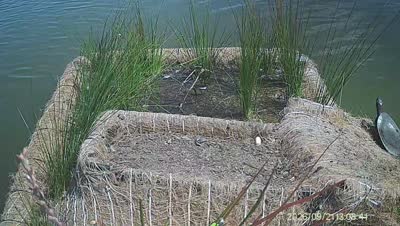 Turtle Island wildlife capture