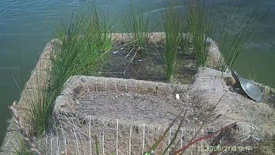 Turtle Island wildlife capture
