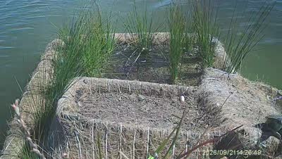Turtle Island wildlife capture
