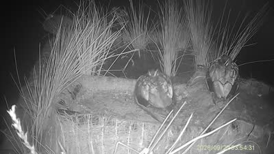 Turtle Island wildlife capture