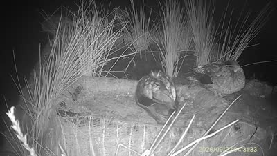 Turtle Island wildlife capture