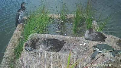Turtle Island wildlife capture