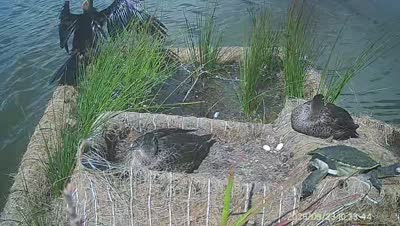 Turtle Island wildlife capture