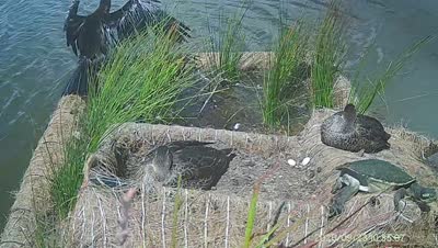 Turtle Island wildlife capture