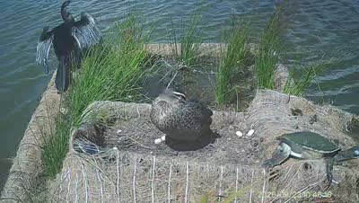 Turtle Island wildlife capture