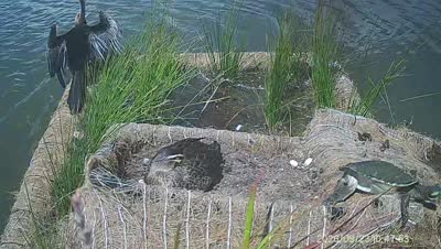Turtle Island wildlife capture