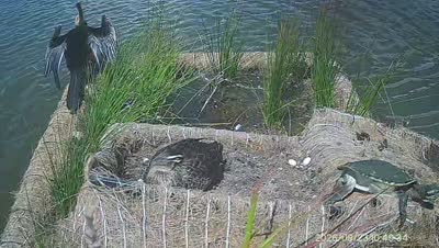 Turtle Island wildlife capture