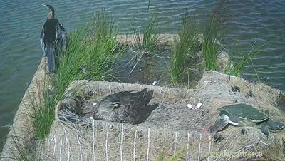 Turtle Island wildlife capture