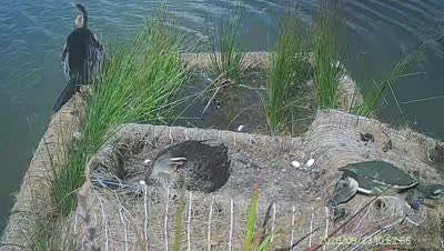 Turtle Island wildlife capture
