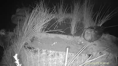 Turtle Island wildlife capture