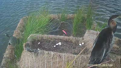 Turtle Island wildlife capture