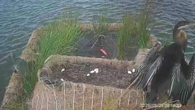 Turtle Island wildlife capture
