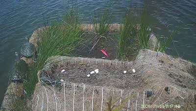 Turtle Island wildlife capture