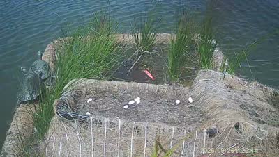 Turtle Island wildlife capture