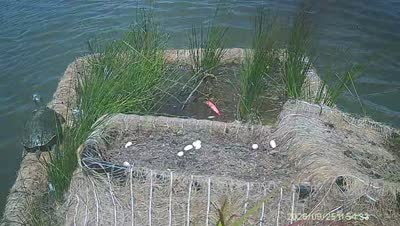 Turtle Island wildlife capture