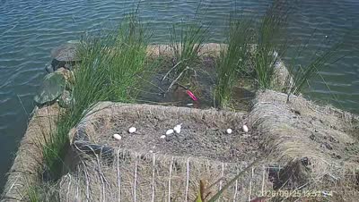 Turtle Island wildlife capture