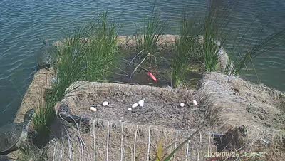 Turtle Island wildlife capture