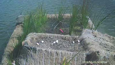 Turtle Island wildlife capture