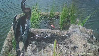 Turtle Island wildlife capture