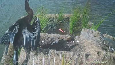 Turtle Island wildlife capture