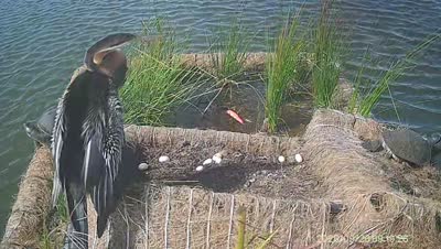 Turtle Island wildlife capture