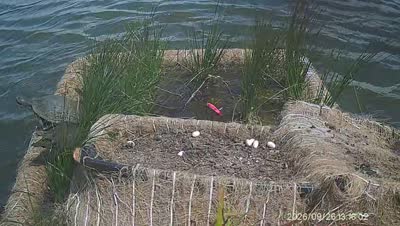 Turtle Island wildlife capture