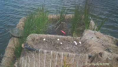 Turtle Island wildlife capture