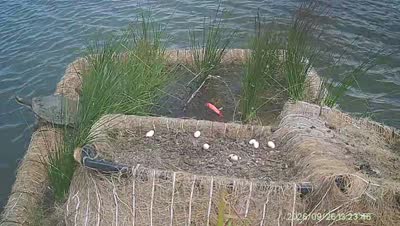 Turtle Island wildlife capture